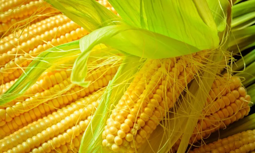 Maize