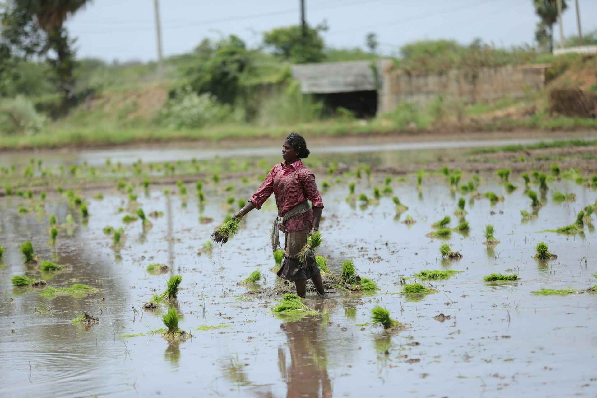 Agricultural professionals at work